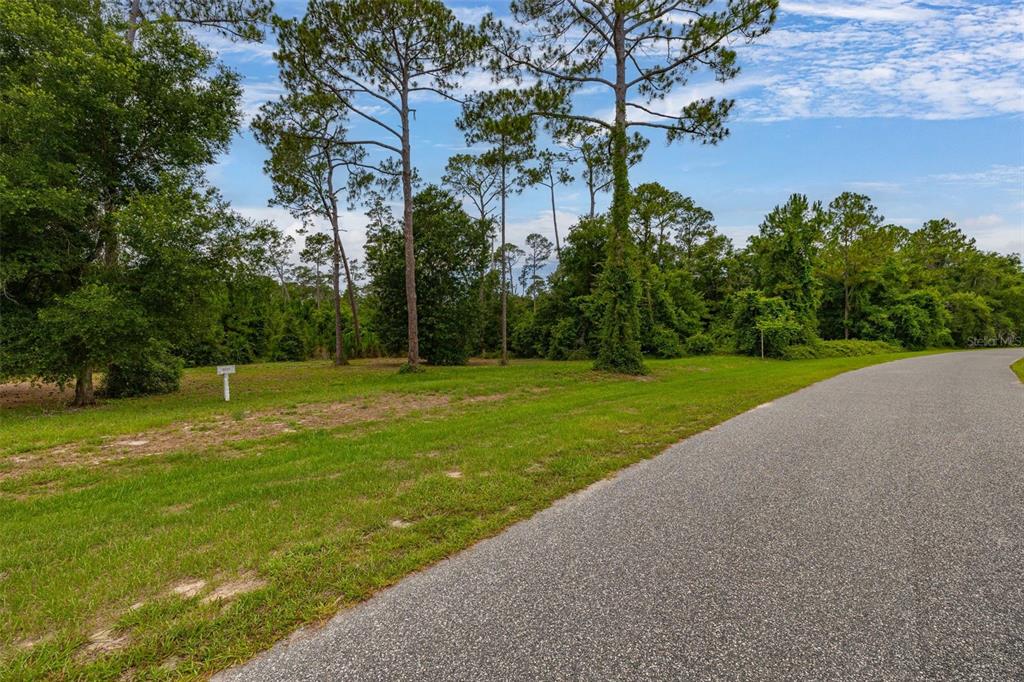 A paved road curves past a grassy lot with several tall pine trees — 27037 GRAND OAK LANE, TAVARES, FL
