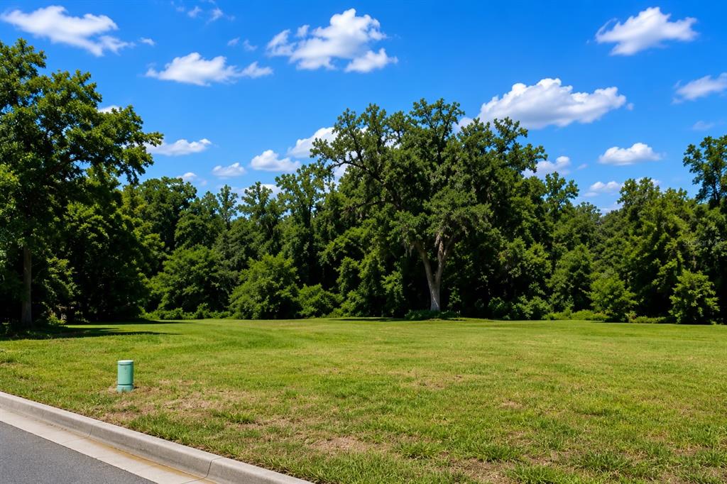 A grassy, vacant lot is bordered by a dense line of mature trees under a sky — 16532 NW 245TH TERRACE, HIGH SPRINGS, FL