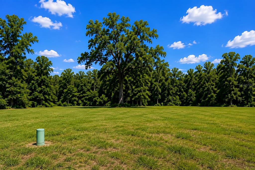 A large, grassy field is surrounded by a dense forest under a bright blue sky — 16532 NW 245TH TERRACE, HIGH SPRINGS, FL