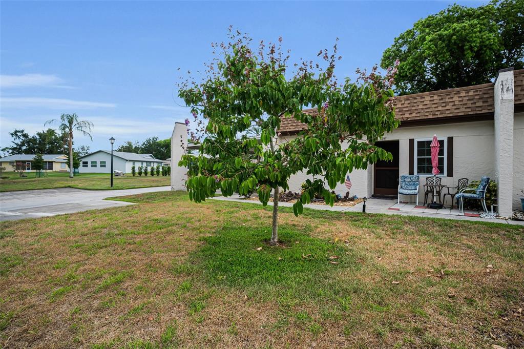 A small tree stands in the front yard of a single-story home with a patio — 3097 MISSION GROVE DRIVE, PALM HARBOR, FL