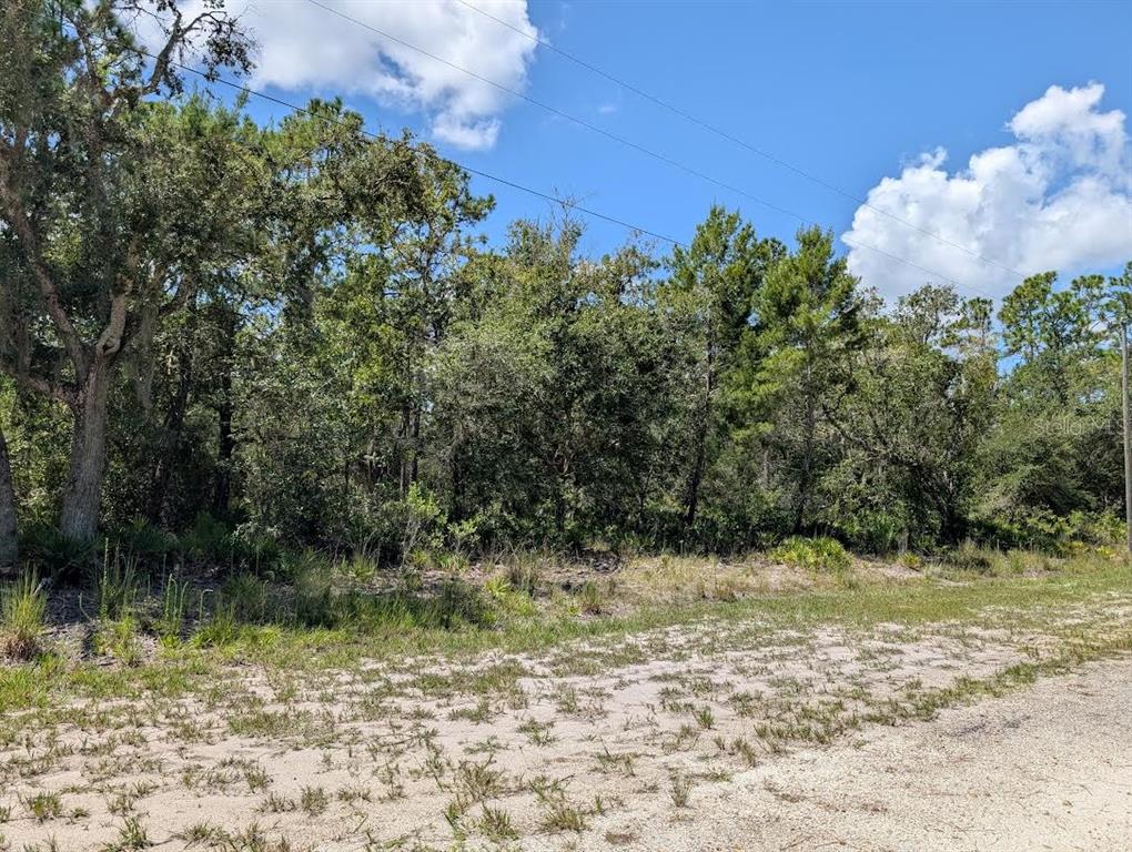 A view of a sandy, undeveloped lot with dense trees and vegetation under a blue sky — 1113 TROPICANA DRIVE, INDIAN LAKE ESTATES, FL