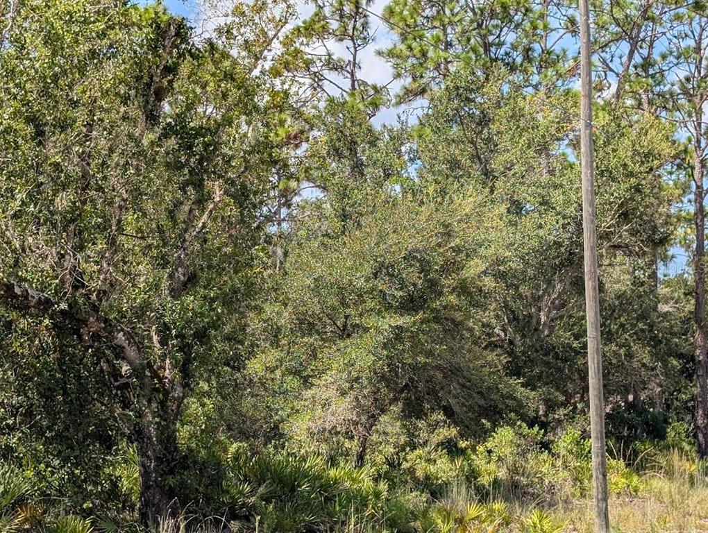 A view of a wooded lot with dense trees, shrubs, and a utility pole — 1113 TROPICANA DRIVE, INDIAN LAKE ESTATES, FL