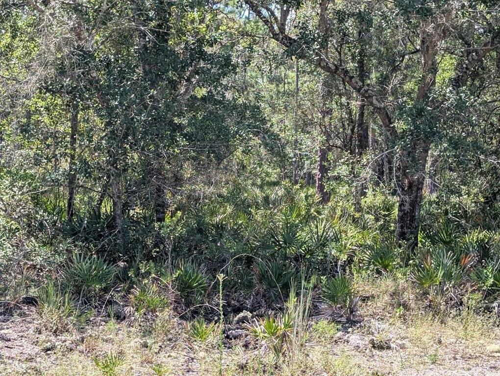 A wooded area features dense trees, shrubs, and low-growing palmetto plants under a bright sky — 1113 TROPICANA DRIVE, INDIAN LAKE ESTATES, FL