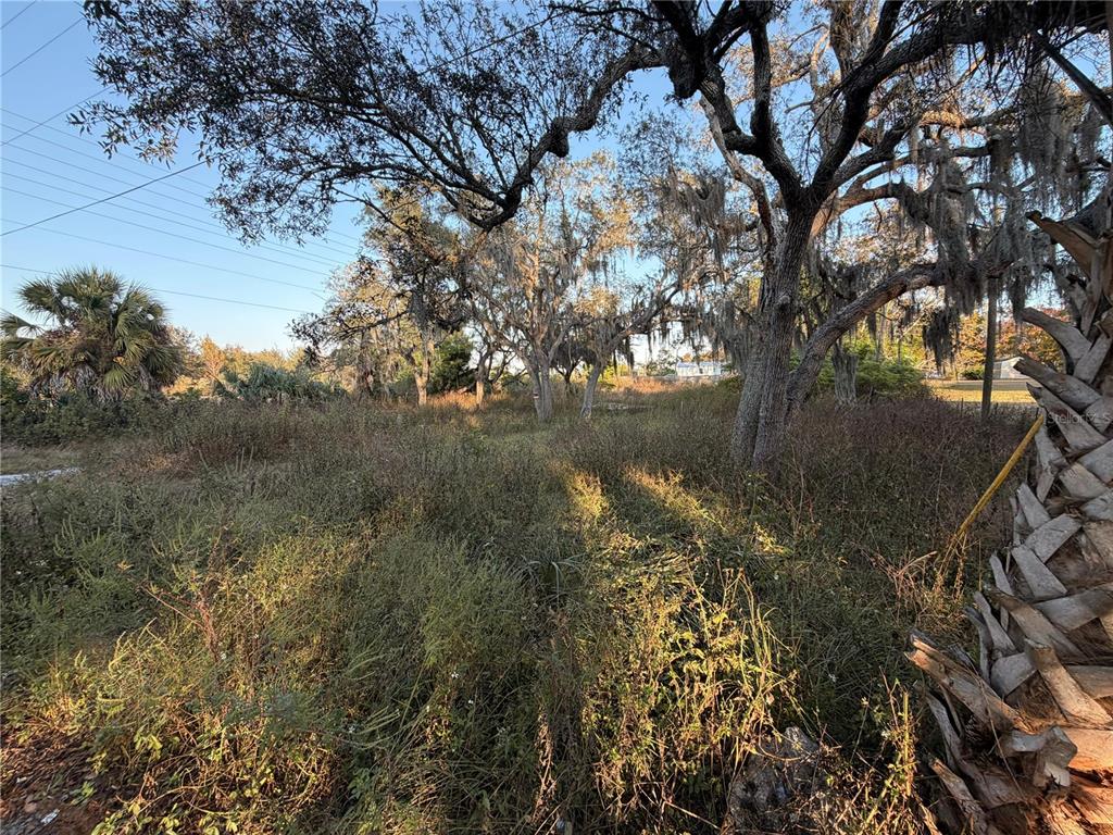 A vacant, overgrown lot features several large oak trees draped with Spanish moss — 13934 LITEWOOD DRIVE, HUDSON, FL