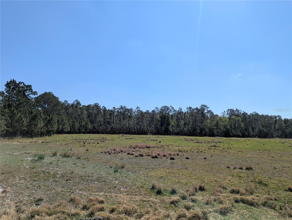 A large, flat, grassy field is bordered by a dense line of pine trees — DEEN STILL ROAD E, POLK CITY, FL