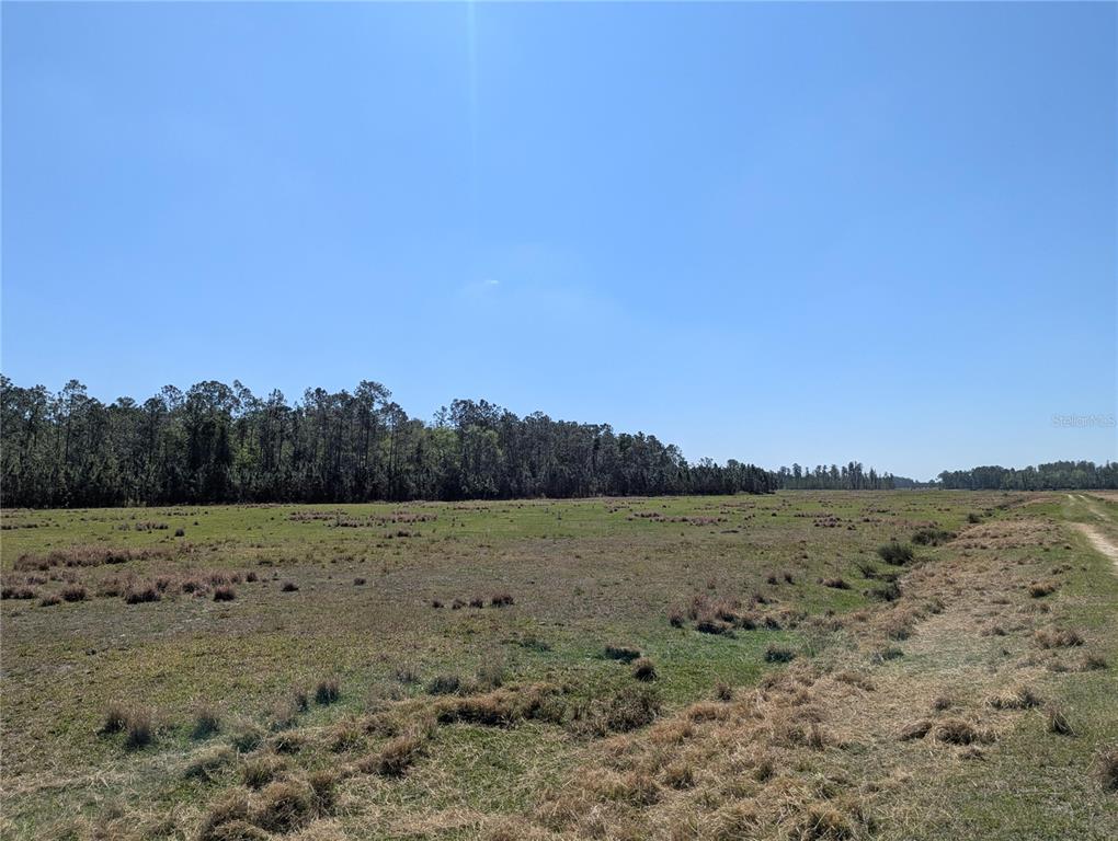 A wide, flat, grassy field stretches toward a dense line of trees under a clear sky — DEEN STILL ROAD E, POLK CITY, FL