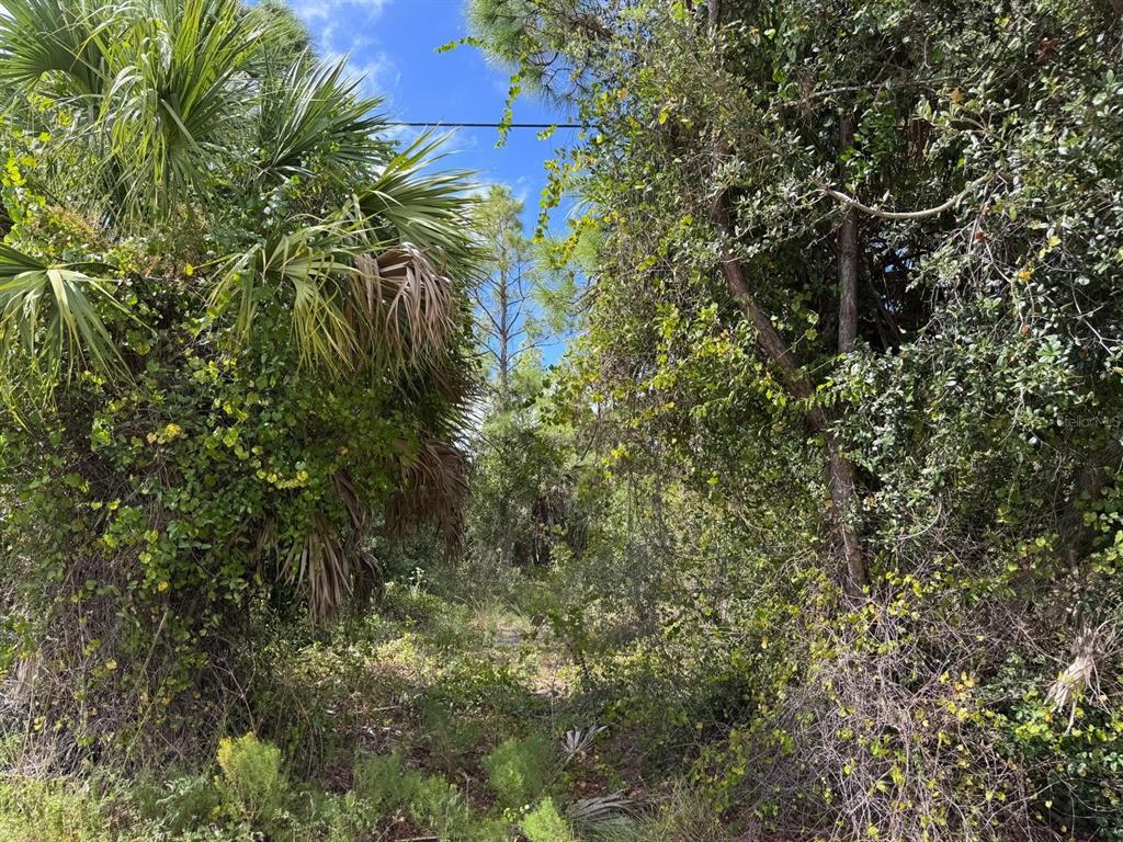 A dense, overgrown wooded lot with palm trees and thick vegetation under a blue sky — 13612 KEYSTONE BOULEVARD, PORT CHARLOTTE, FL