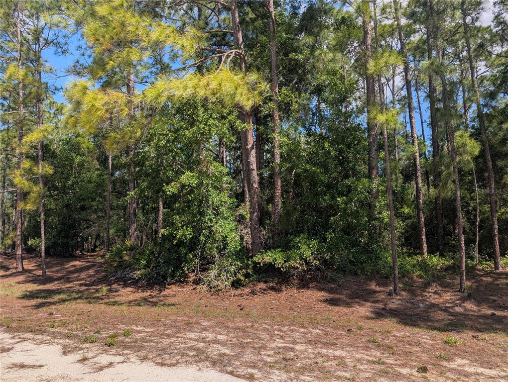 A wooded lot with tall pine trees and dense undergrowth viewed from a sandy road — 1114 PLUMOSA DRIVE, INDIAN LAKE ESTATES, FL
