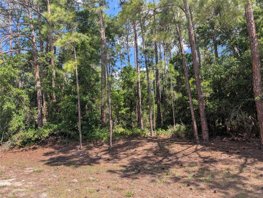 A wooded lot with tall pine trees and a sandy, pine-needle covered ground — 1114 PLUMOSA DRIVE, INDIAN LAKE ESTATES, FL