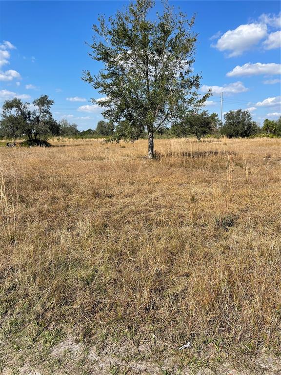 A large, lone tree stands in the center of a dry, grassy, undeveloped field — HAMMERMILL AVENUE, LAKE WALES, FL