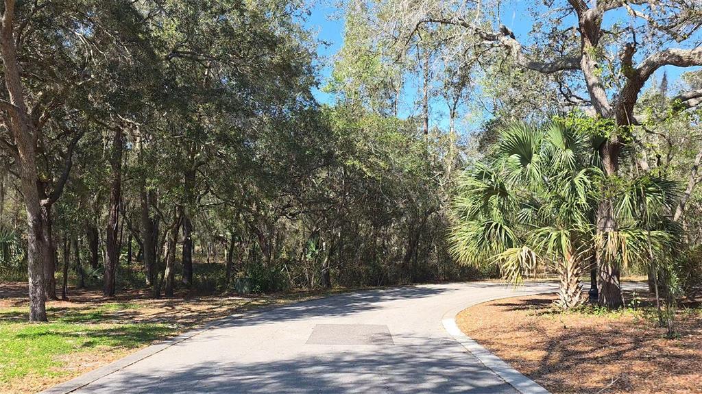 A paved road curves through a wooded area with mature trees and a palm tree — LINCOLN ROAD, DELAND, FL