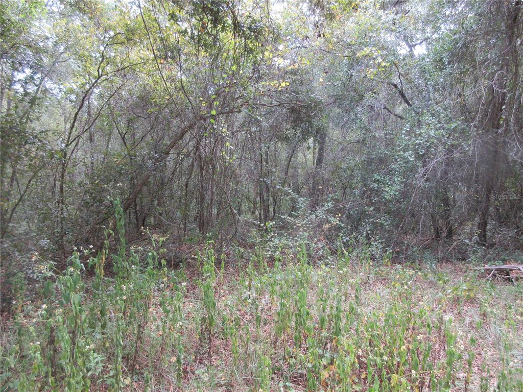 A dense, wooded area features a variety of trees, shrubs, and ground-level vegetation — SE 1 LN, SILVER SPRINGS, FL