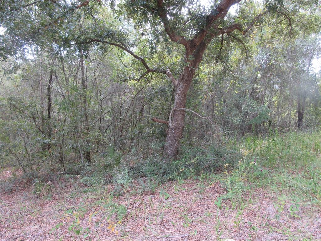 A large tree stands in a wooded area with dense undergrowth and leaf litter — SE 1 LN, SILVER SPRINGS, FL