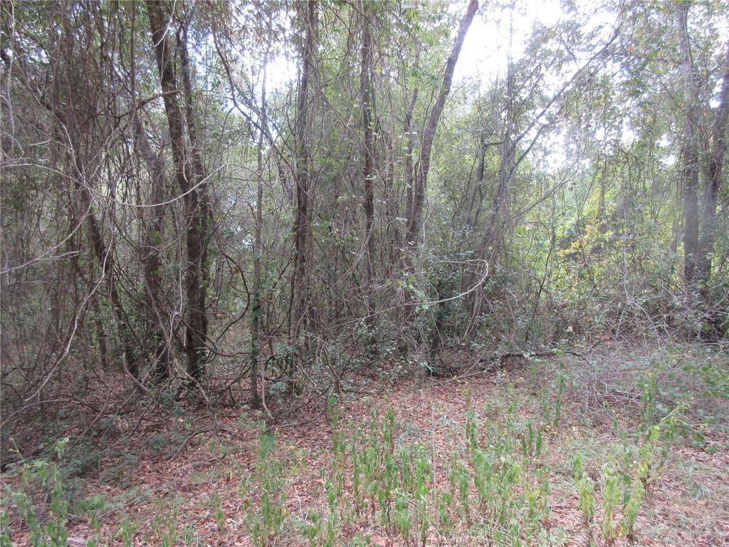 A dense, wooded area with trees, vines, and ground-level brush — SE 1 LN, SILVER SPRINGS, FL