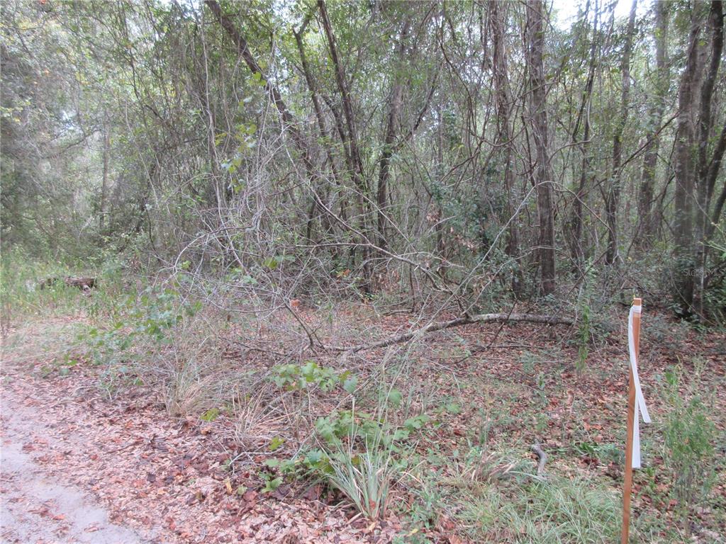 A wooded lot with a survey marker stake in the foreground — SE 1 LN, SILVER SPRINGS, FL