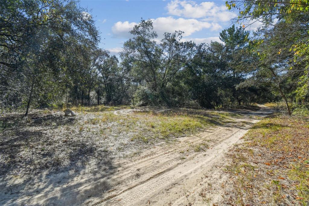 A dirt path winds through a sandy, wooded lot with scattered trees under a blue sky — 2903 TYLER STREET, INVERNESS, FL