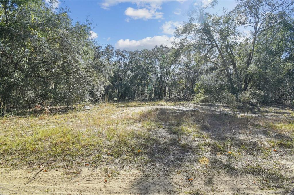 A vacant, sandy lot with sparse grass is bordered by a dense forest of trees — 2903 TYLER STREET, INVERNESS, FL