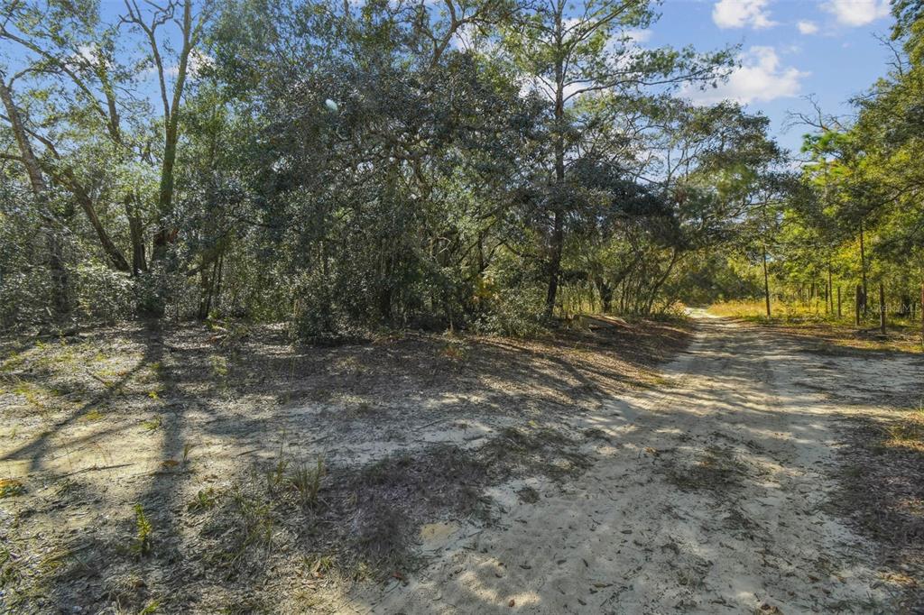 A dirt path leads into a wooded area with sandy ground and dense trees — 2903 TYLER STREET, INVERNESS, FL