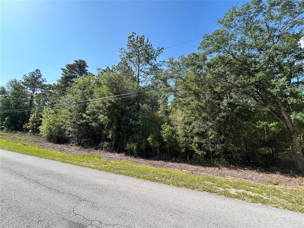A paved road runs alongside a densely wooded, undeveloped lot under a clear blue sky — TBD SW AUDUBON AVENUE, DUNNELLON, FL