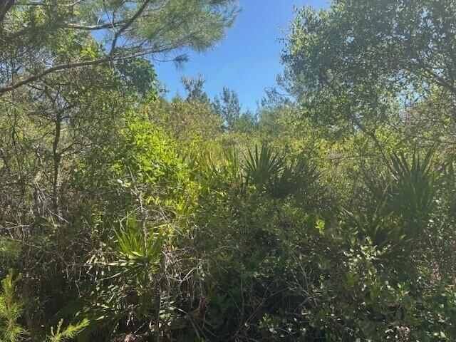 A dense, wooded lot filled with native Florida vegetation, palmettos, and pine trees — 0 Golden Shores Blvd, Mims FL 32754, MIMS, FL