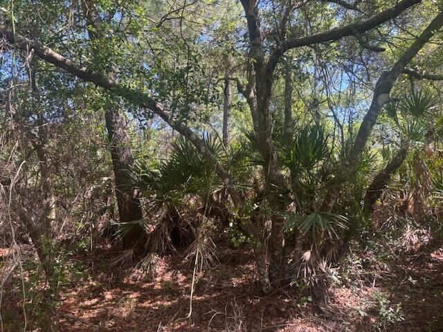 A wooded area features several palm-like shrubs growing beneath a canopy of mature trees — 0 Golden Shores Blvd, Mims FL 32754, MIMS, FL