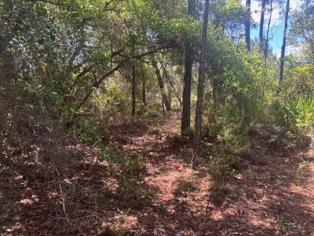 A wooded lot features a mix of pine trees, oak trees, and ground-level brush — 0 Golden Shores Blvd, Mims FL 32754, MIMS, FL