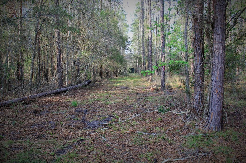 CR 772B, WEBSTER, FL — photo 4 of 26
