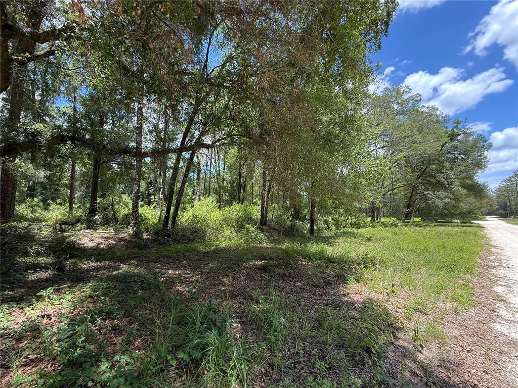 A wooded, undeveloped lot sits next to a dirt road under a blue sky — SW 53RD PL, OCALA, FL