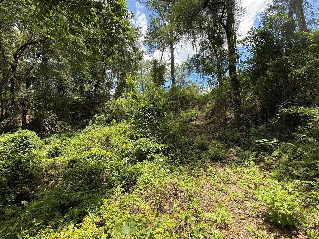 A steep, wooded hillside covered in dense green vegetation and tall trees — SW 53RD PL, OCALA, FL