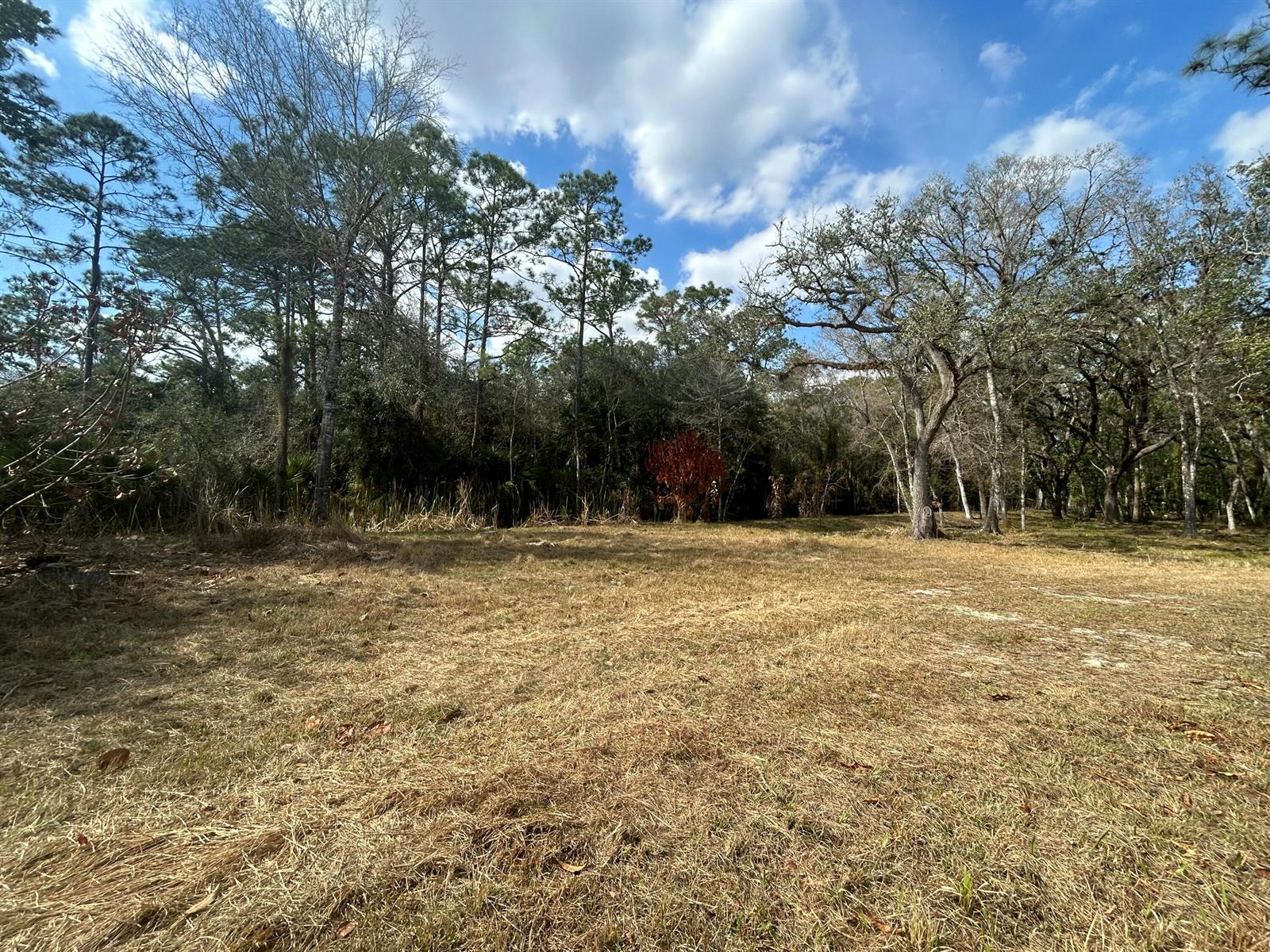 A grassy, open lot is bordered by a dense line of mature trees and shrubs — 855 NW 368th Drive, FL 34972, FL