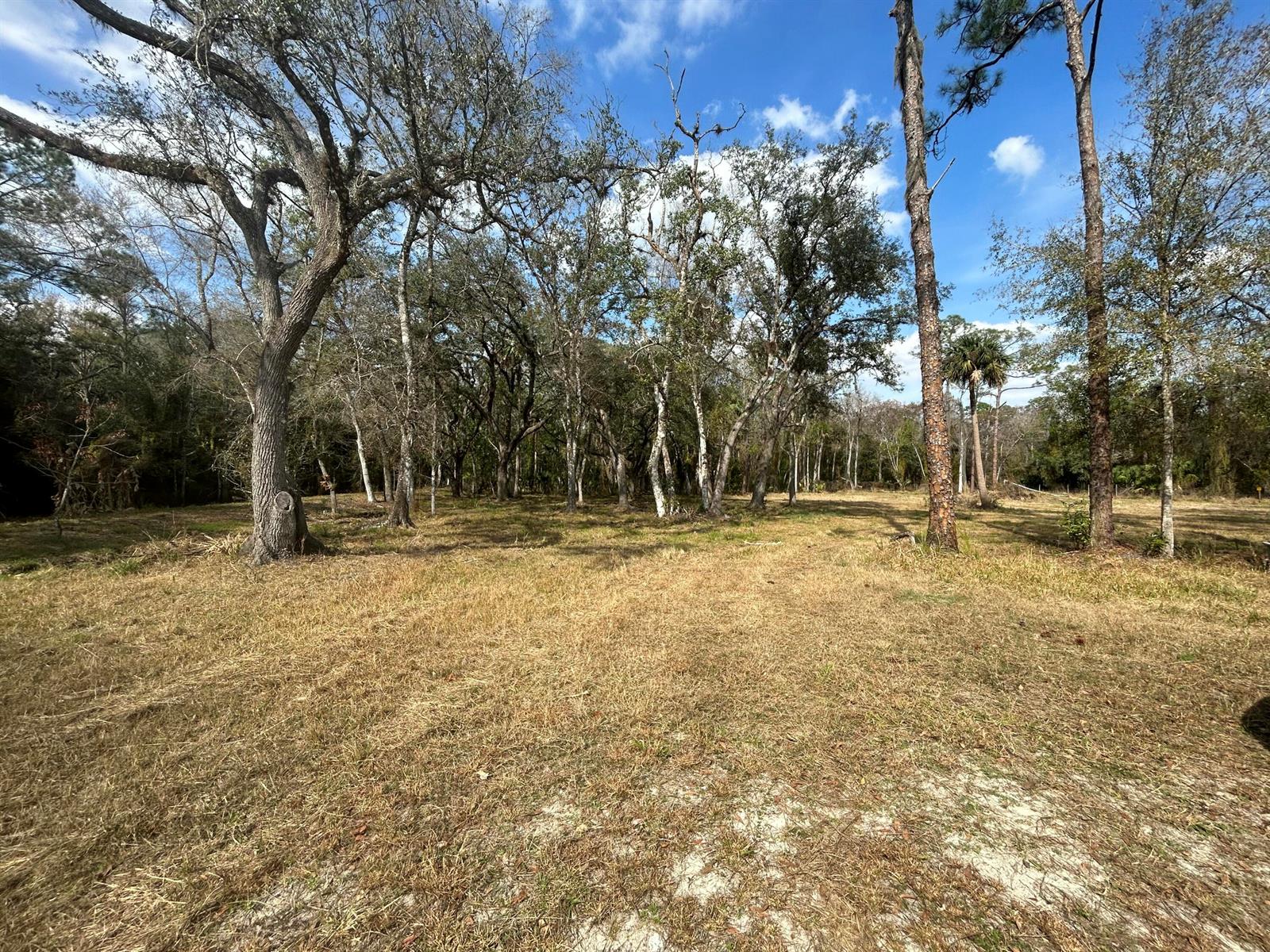 A grassy, sunlit clearing leads to a dense forest of mature trees under a blue sky — 855 NW 368th Drive, FL 34972, FL