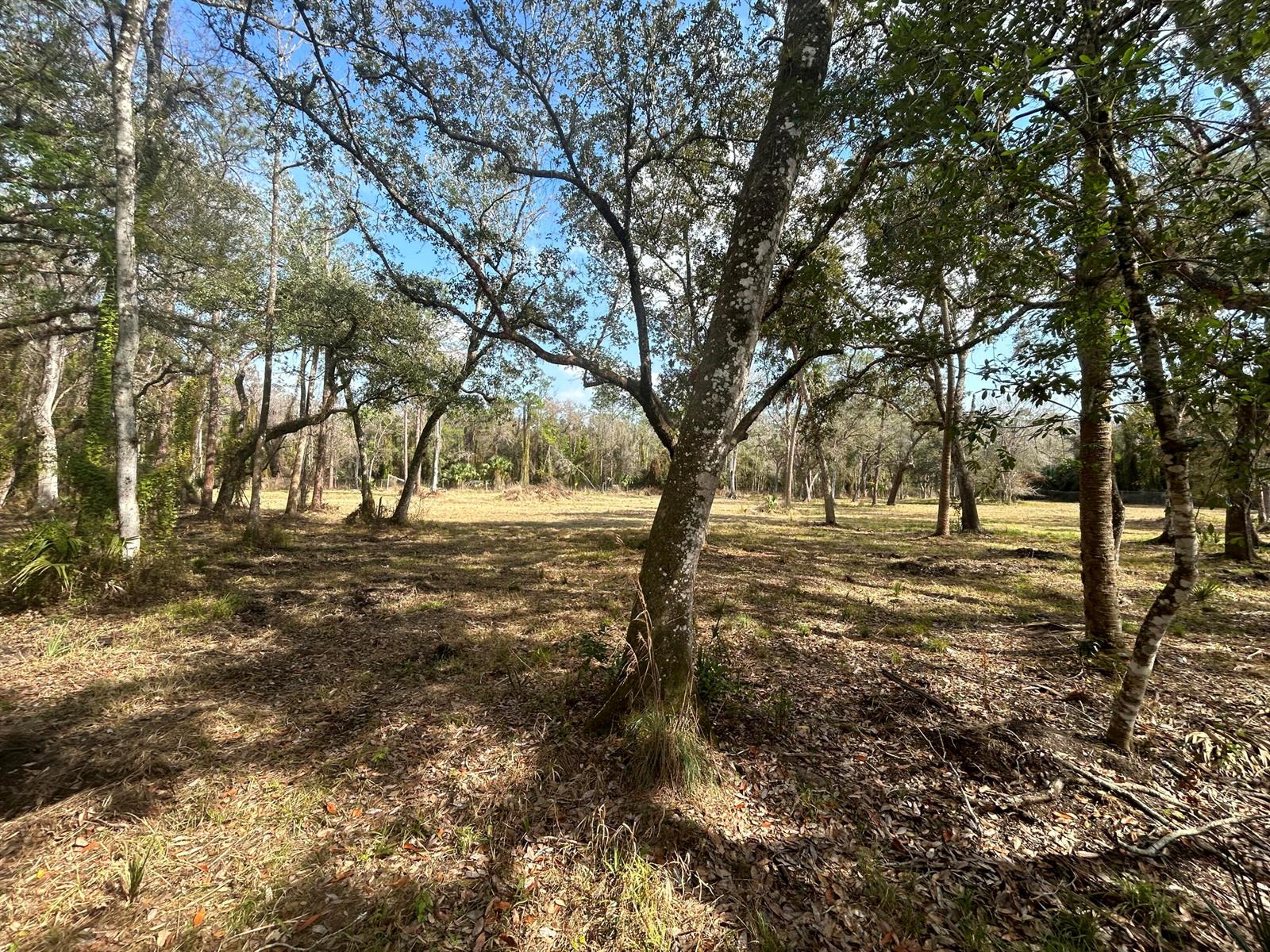 A large, grassy lot with scattered mature trees under a clear blue sky — 855 NW 368th Drive, FL 34972, FL