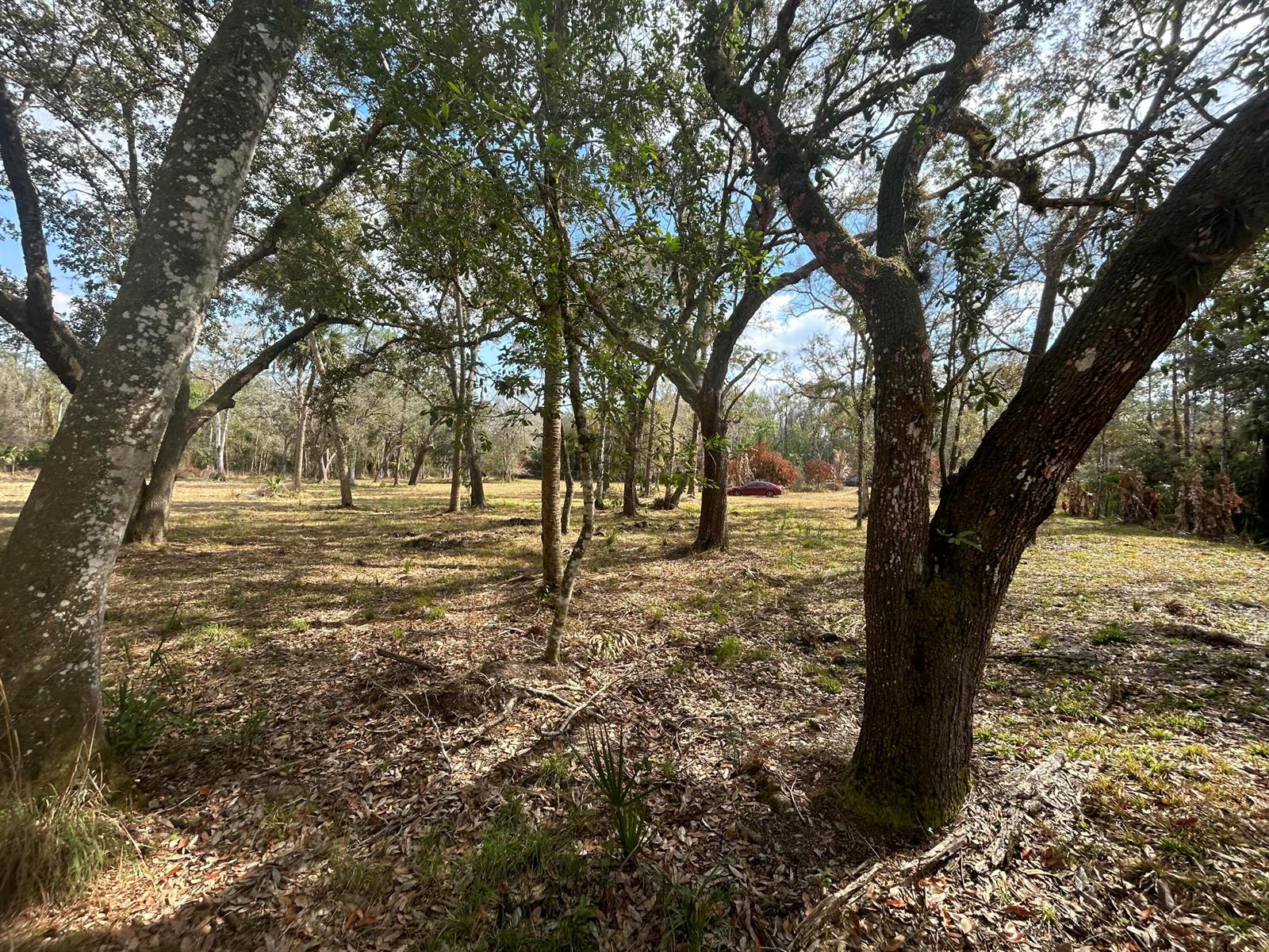 A wooded lot with mature trees and scattered leaves under a bright blue sky — 855 NW 368th Drive, FL 34972, FL