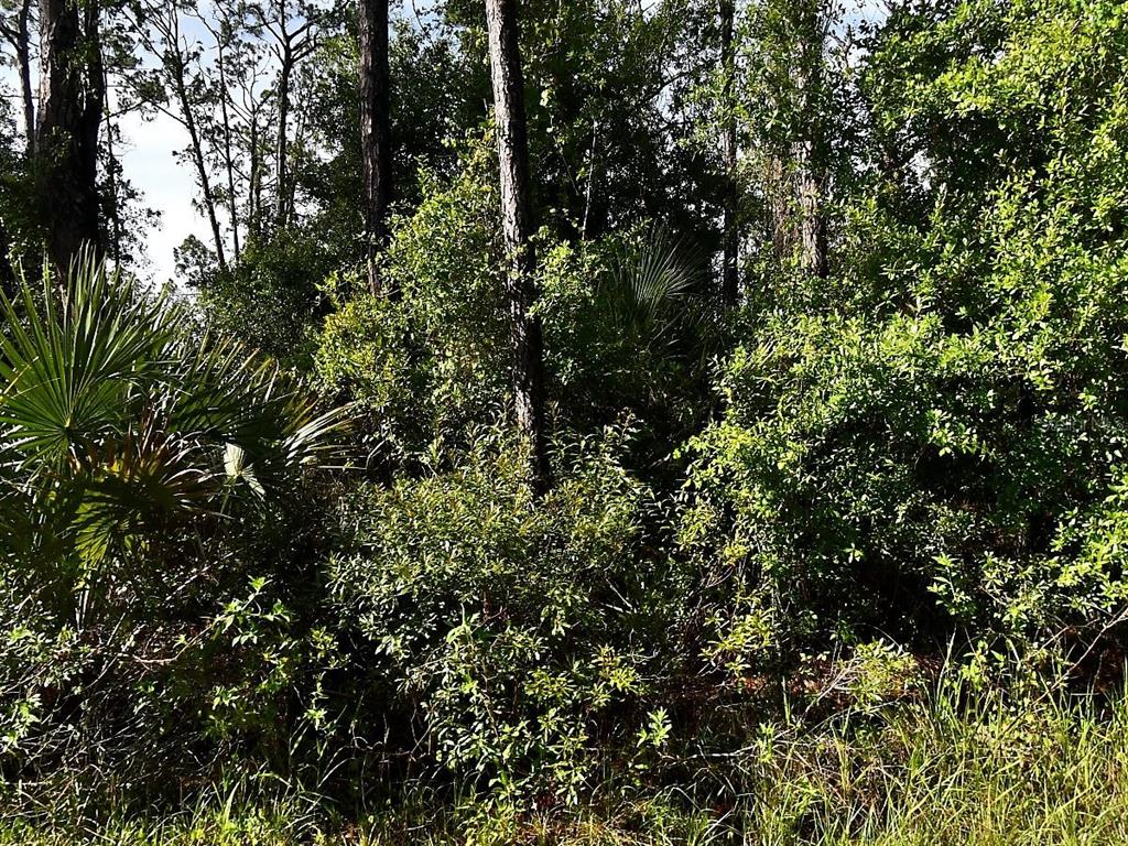 A view of dense green trees and foliage in a wooded area — BOYD AVENUE, NORTH PORT, FL
