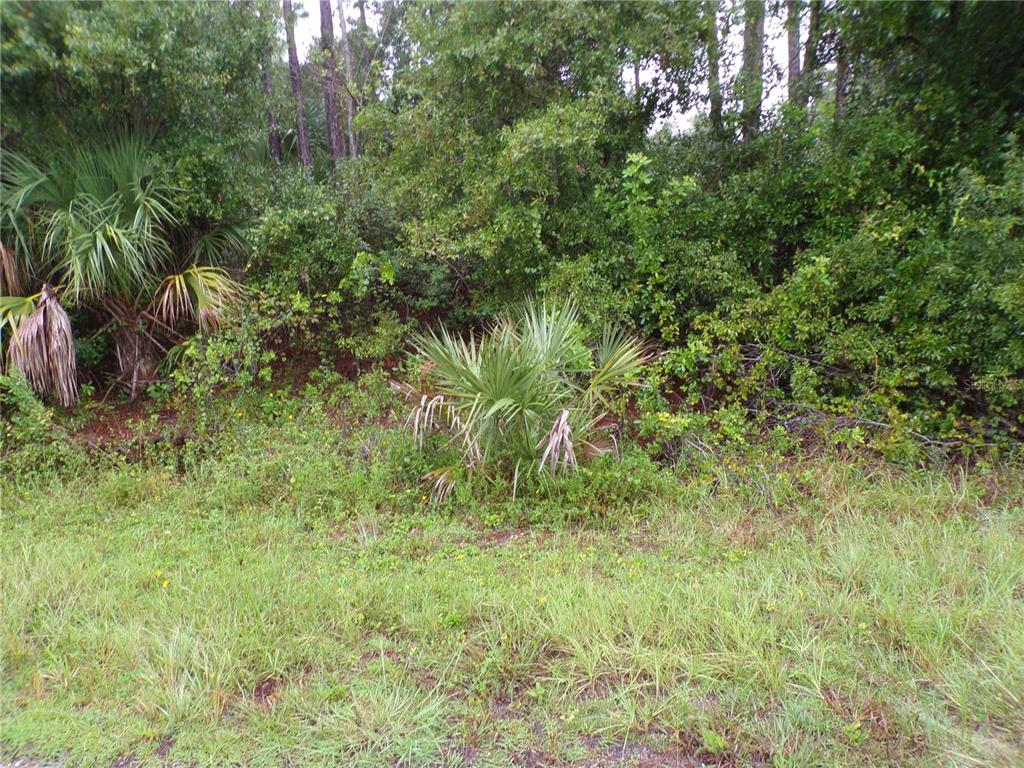 A view of a grassy area leading to a dense thicket of trees and shrubs — NOCTURN STREET, NORTH PORT, FL