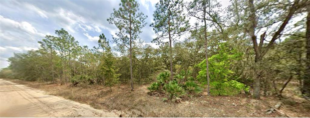 A dirt road runs alongside a wooded lot with pine trees and palmetto bushes — 109 DOTTIE STREET, INTERLACHEN, FL