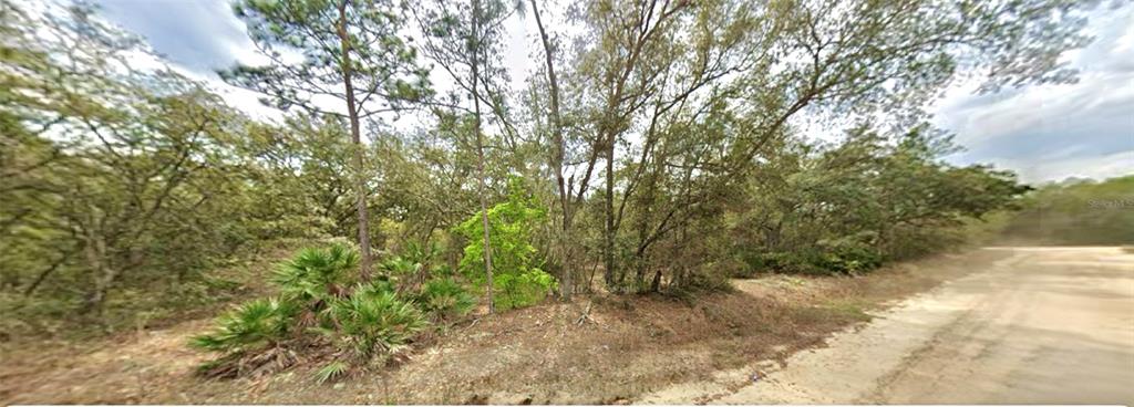 A dirt road runs alongside a wooded lot filled with trees and small palm plants — 109 DOTTIE STREET, INTERLACHEN, FL
