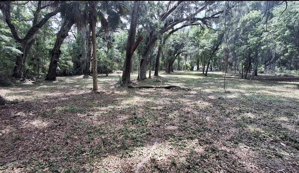 A wooded lot with large trees and Spanish moss covering a grassy, shaded area — 5316 SW 13TH STREET, GAINESVILLE, FL