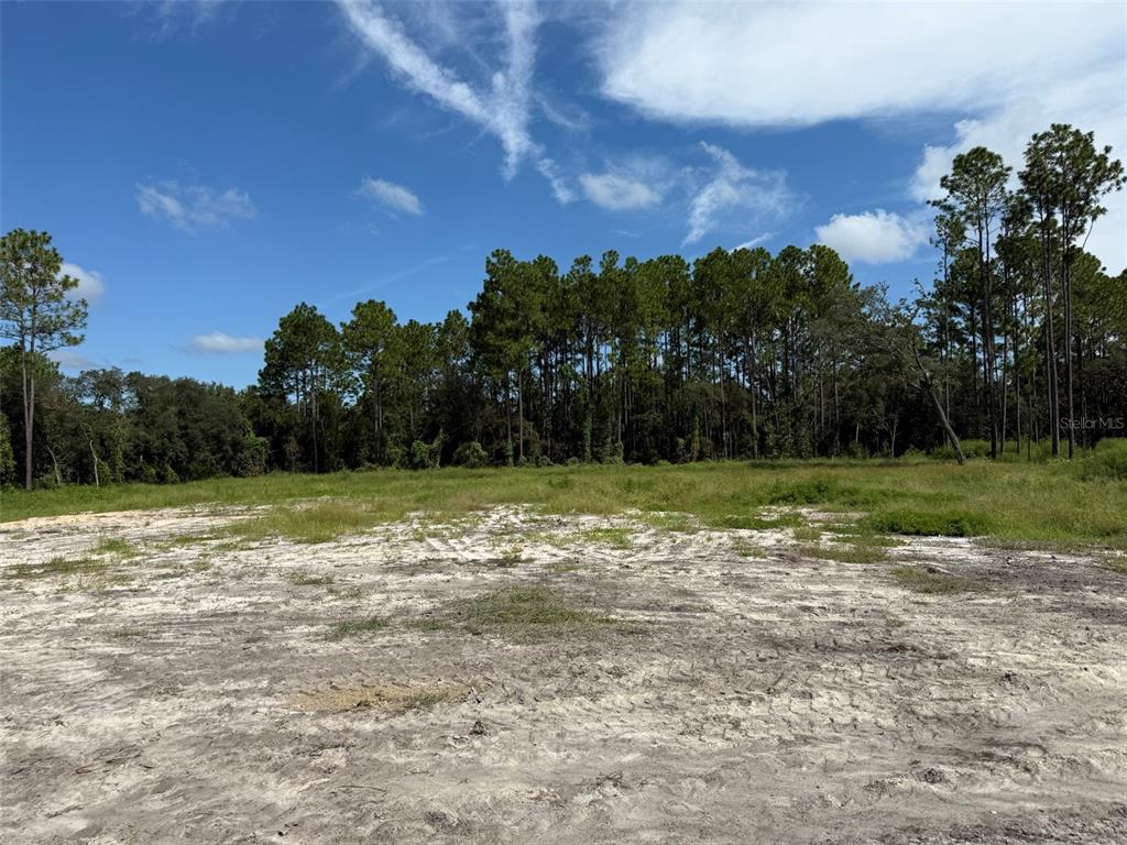 A cleared, sandy lot sits in front of a dense line of tall pine trees — TBD SW 146TH LANE ROAD, DUNNELLON, FL