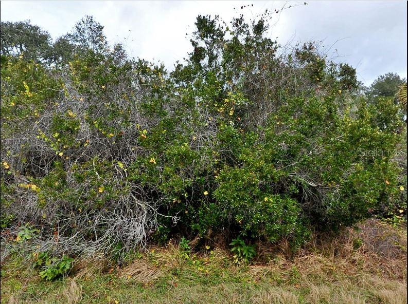 A dense, overgrown thicket of green shrubs and bare branches sits against a cloudy sky — BRIXTON TERRACE, NORTH PORT, FL