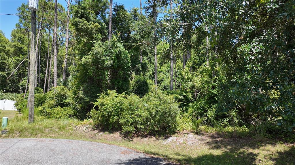 A view of a densely wooded, undeveloped residential lot from a paved street — 8 ZAFTIG COURT, PALM COAST, FL