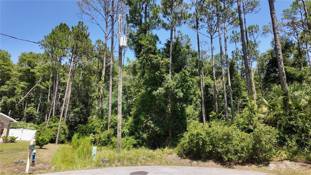 A utility pole stands in front of a densely wooded lot next to a house — 8 ZAFTIG COURT, PALM COAST, FL