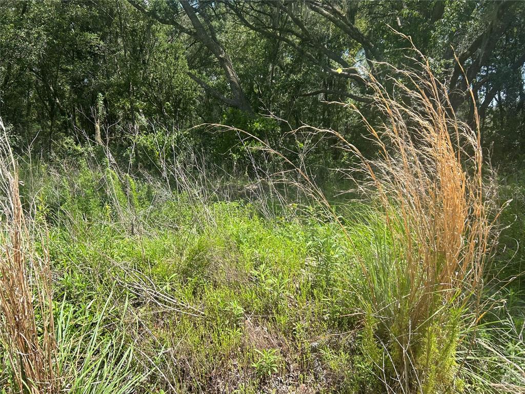 A view of a grassy, overgrown lot with dense trees in the background — 4436 E JAY STREET, INVERNESS, FL