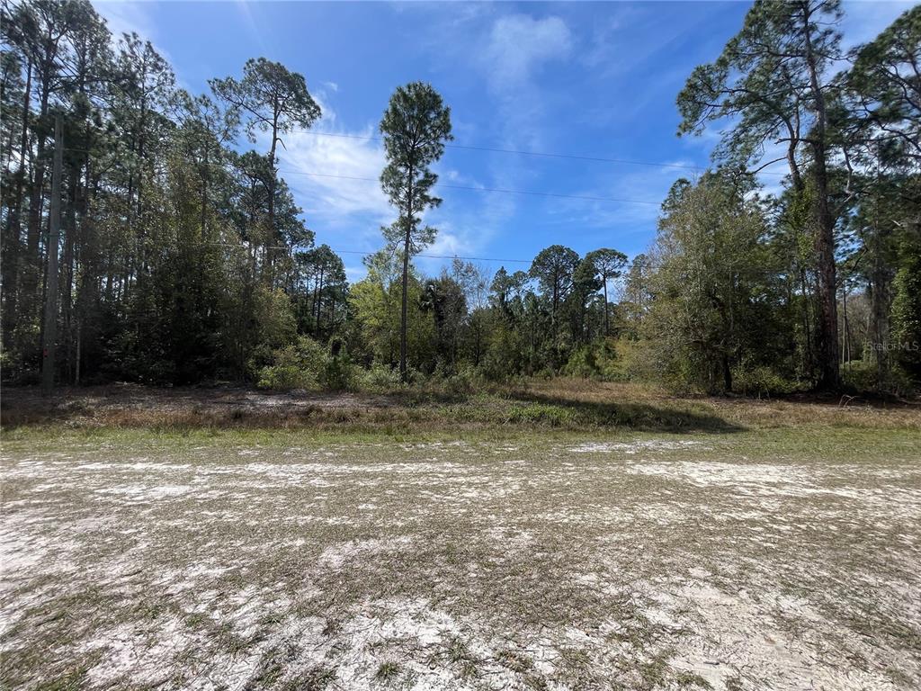 A view of a sandy, cleared lot bordered by a dense forest of pine trees — 103 ROSEWOOD STREET, GEORGETOWN, FL