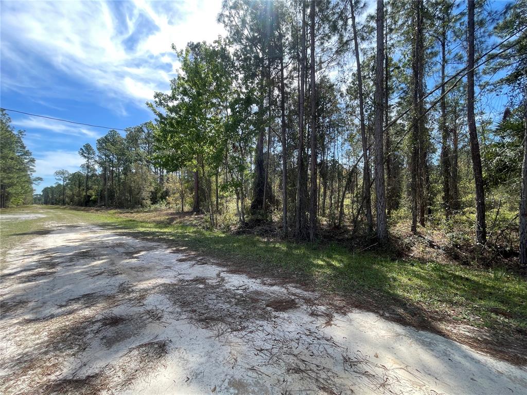 A dirt road runs alongside a dense, wooded area under a bright blue sky — 103 ROSEWOOD STREET, GEORGETOWN, FL