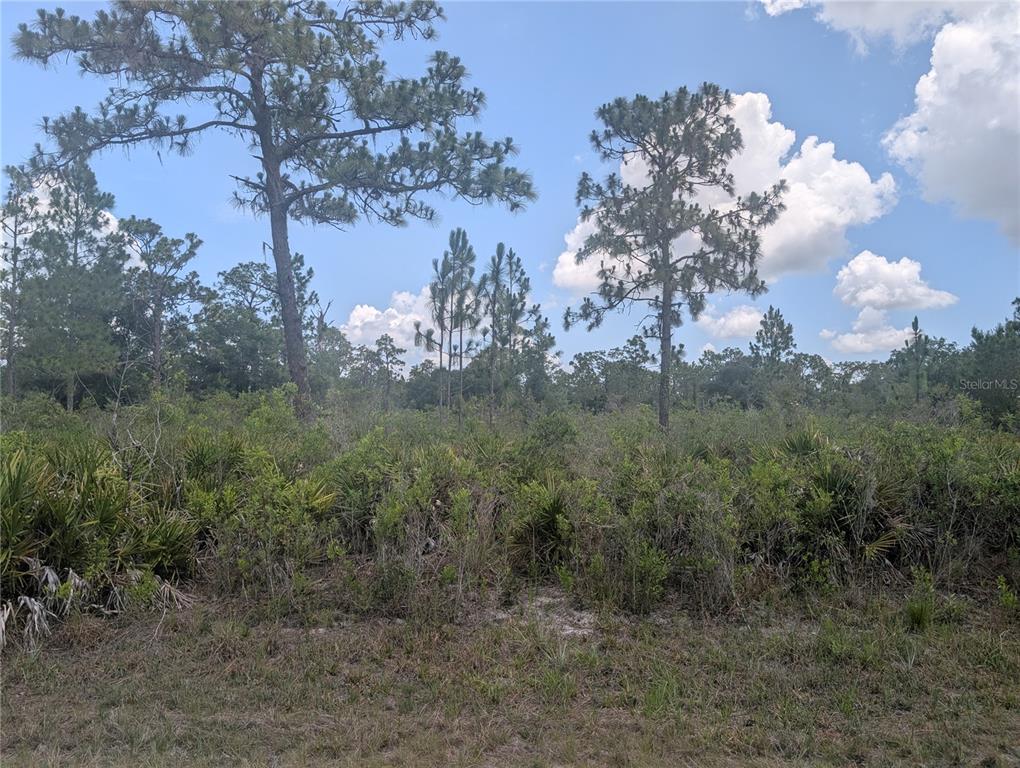A view of a vacant, wooded lot with tall pine trees and low-lying scrub vegetation — 904 LAGUNA DRIVE, INDIAN LAKE ESTATES, FL