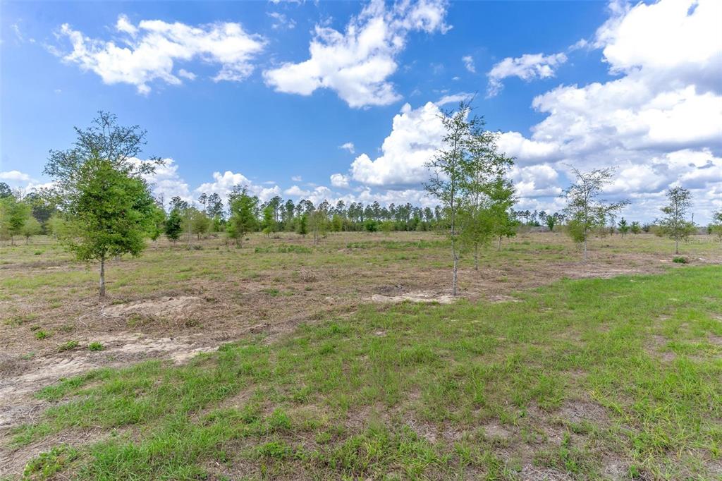 A wide, grassy field features scattered young trees under a bright, cloudy blue sky — SE 170TH AVENUE, WEIRSDALE, FL