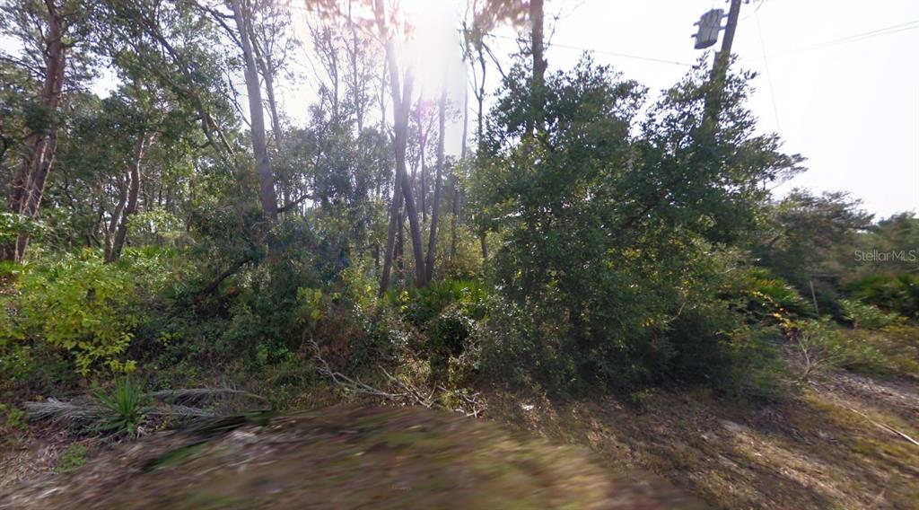 A densely wooded, undeveloped lot features various trees and low-lying vegetation under a bright sky — 16800 ANNA ST, CEDAR KEY, FL