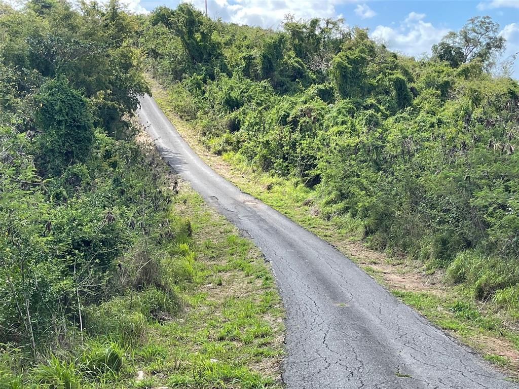 A narrow, cracked asphalt road winds uphill through dense green vegetation and trees — S LOMAS DE EXPRESO UNIT 44, SANTA ISABEL, PR
