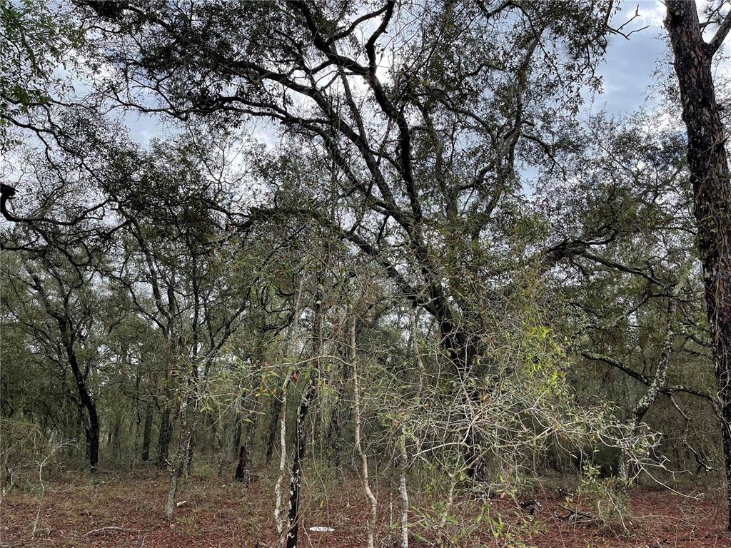 Lot 8 NE 120 AVENUE, WILLISTON, FL — photo 2 of 3
